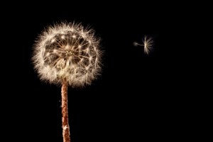 Eric Budworth - Gone with the Wind (album prints - set)