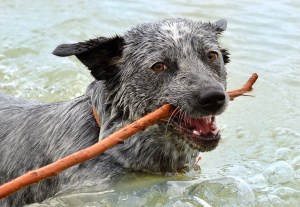 Helen Whitford - Fetch Boy (Album prints - Open)