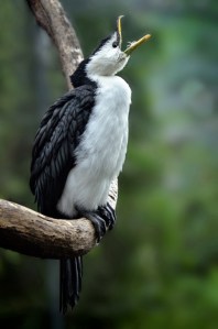 Helen Whitford - Morning Call (Album prints - Open)