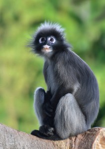 Helen Whitford - Shy and Sweet (Album prints - Open)