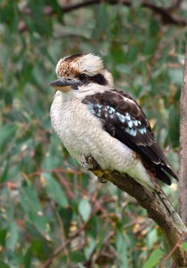 Helen Whitford -Sitting Pretty (Colour prints -Open)