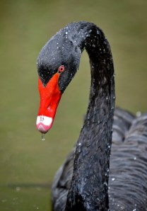 Helen Whitford - After a Dip (Album prints - open)