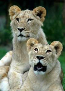 Helen Whitford - Brother & Sister (Album prints - open)