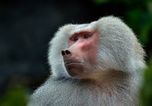 Helen Whitford - Contemplation (Colour prints - open)