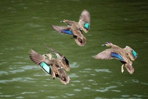 James Allan - 3 Ducks (Album prints - open)