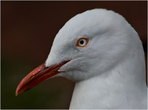 John Vidgeon - Gull Portrait - (Colour prints -Open)