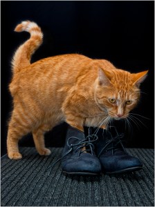 John Vidgeon - Puss in Boots (Colour prints - set)