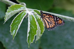 Melinda Hine - Butterfly (Colour prints - open)