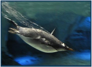 Diving - Theo Prucha (Set)