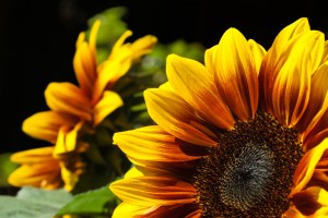 Sunflower Repetition - Chris Schultz - Open