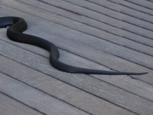 Heather Connolly_The End of the Line