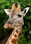 Helen Whitford_Giraffe Portrait