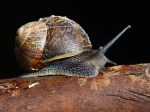 James Allan_ Garden Snail&nbsp;_Open