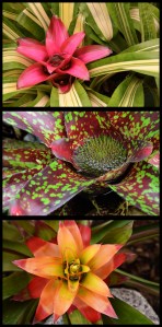 Bromeliads - James Allan - Open