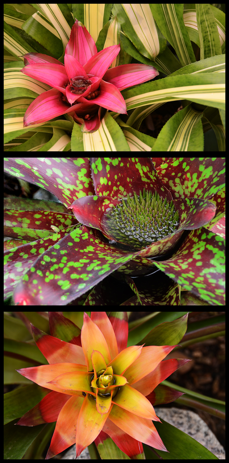 Bromeliads - James Allan - Open