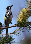 James Allan_NH Honey&nbsp;eater
