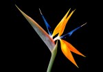 2nd – Jim McKendry_Bird of&nbsp;Paradise