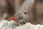 Heather Connolly_Beautiful Firetail