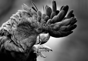 Helen Whitford - Hello There!