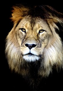 Helen Whitford - King of Beasts