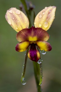 Jo Tabe_Just a Donkey