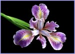 Kerry Malec – Pacific Coast Iris_annual(Merit)