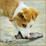 Helen Whitford – MY Stick!&nbsp;(Open)