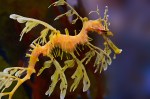 James Allan – Leafy Seadragon  – Open&nbsp;(Projected)