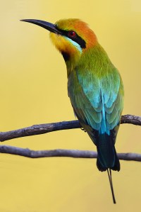 1st: James Allan - Bee Eater