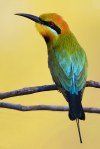 Bee Eater
