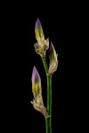 Eric Budworth – Iris Buds – Set&nbsp;(Colour)