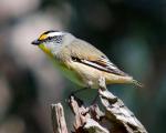 Gloria Brumfield_Striated Pardalote