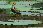 James Allan – Comb crested Jacana (Colour –&nbsp;Open)