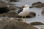 Heather Connolly – Pacific gull&nbsp;(Open)