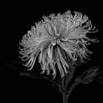 The Opening – Jo Tabe (Open – Mono&nbsp;prints)