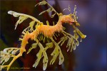 [01] James Allan – Leafy&nbsp;Seadragon