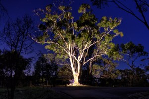 a02_Huw Rosser_Ghostly Gum 2_NOVICE