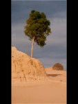 b13_Steve Wallace _ Mungo Tree _&nbsp;Set