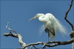 c06_Helen_Whitford_Egret_Poised_Open