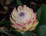 Gloria-Brumfield_Protea_Open