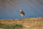 Heather Connolly_Wood Sandpiper