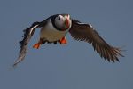 James allan_Incoming Puffin