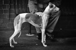 James Allan_Whippet