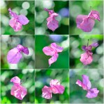 Helen Whitford – Bougainvillea Butterfly Dance – Colour&nbsp;(open)