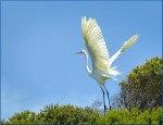 Helen Whitford – Egret Take Off –&nbsp;Open