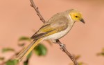 Ron Hassan – white plumed honey eater –&nbsp;open