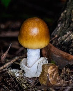 Gloria-Brumfield_Is-This-Edible2_Top-Prints