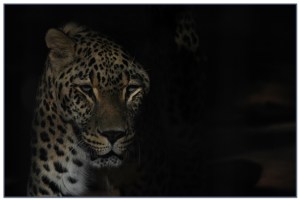 Jen Williams - Hiding in the Shadows