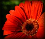 C05_Ursula Prucha_Fresh Dahlia_open