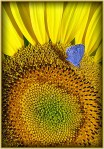 B13_Ursula-Prucha_Blue-moth-on-sunflower_open